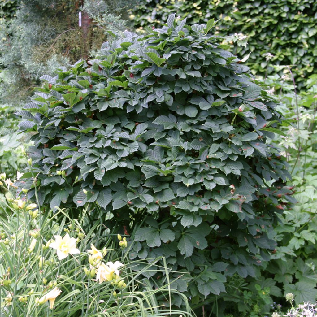 Gewöhnliche Rosskastanie Monstrosa - Aesculus hippocastanum