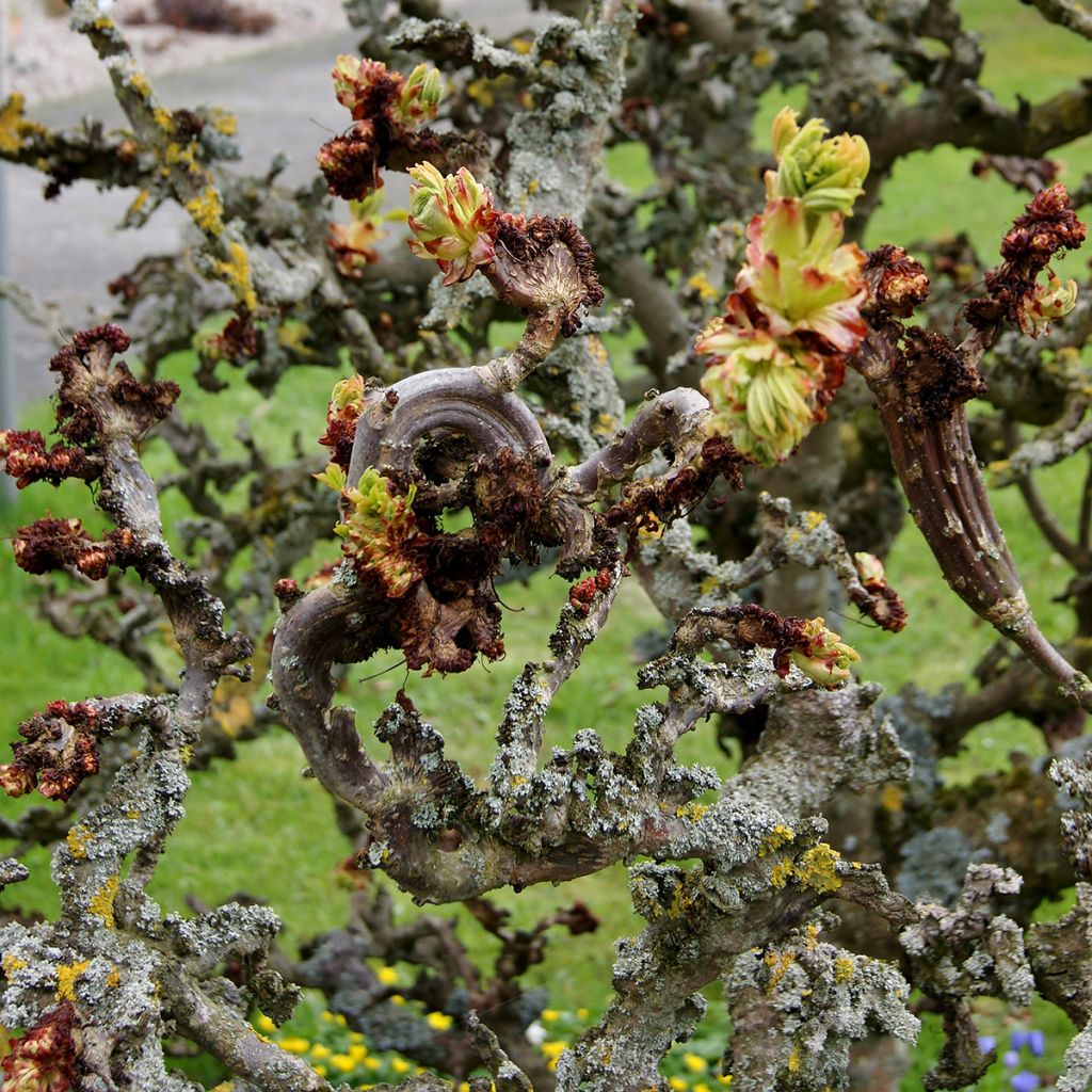 Gewöhnliche Rosskastanie Monstrosa - Aesculus hippocastanum