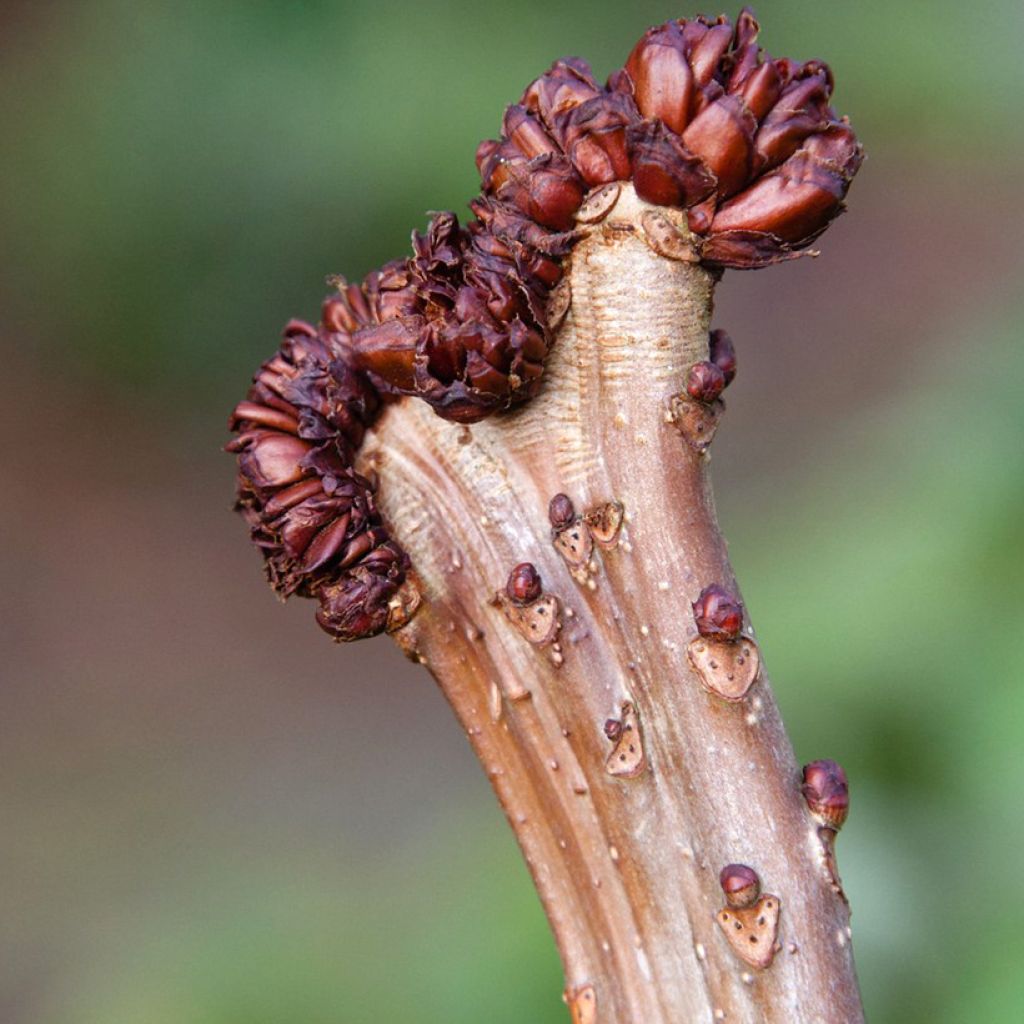 Gewöhnliche Rosskastanie Monstrosa - Aesculus hippocastanum