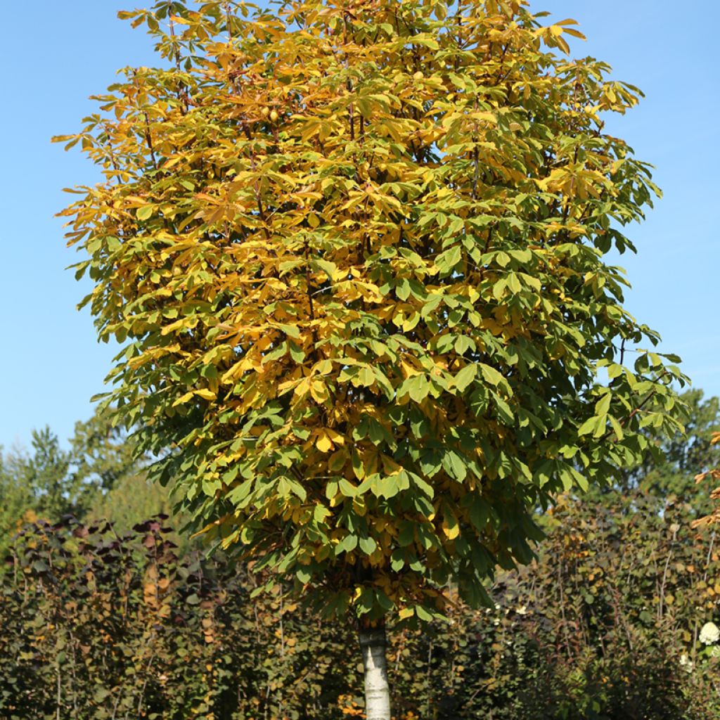 Gewöhnliche Rosskastanie Umbraculifera - Aesculus hippocastanum