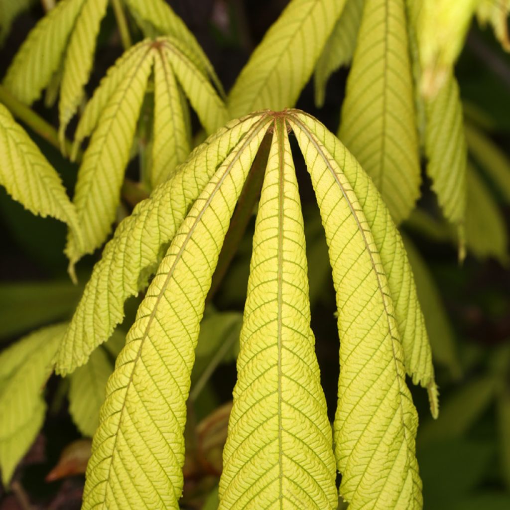 Gewöhnliche Rosskastanie Wisselink - Aesculus hippocastanum