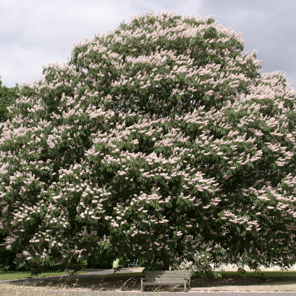 Indische Rosskastanie Sydney Pearce - Aesculus indica