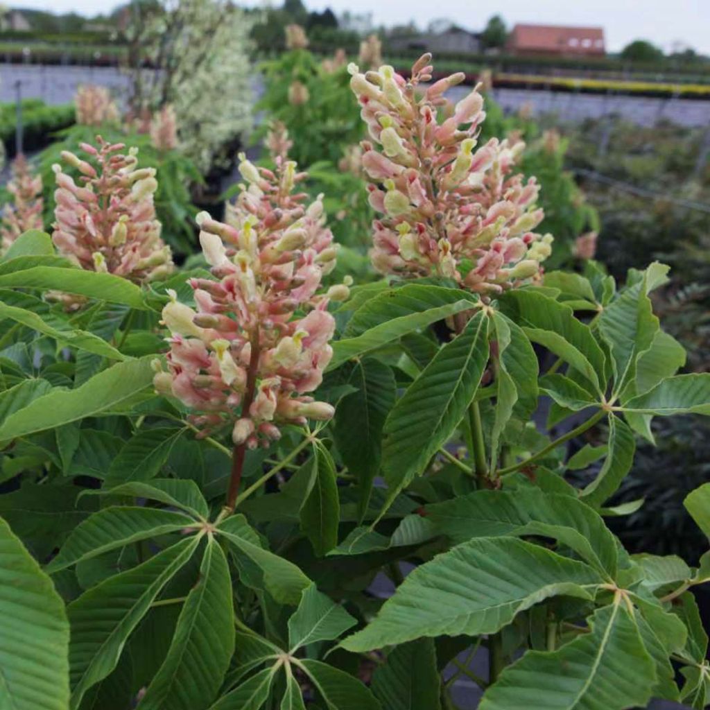 Orangeblühende Kastanie Induta - Aesculus mutabilis