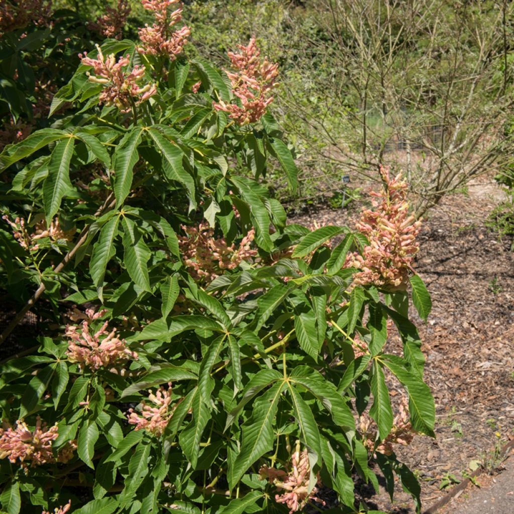 Orangeblühende Kastanie Induta - Aesculus mutabilis