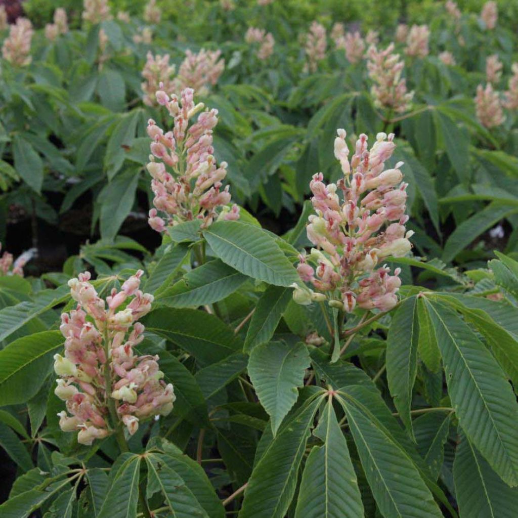 Carolina-Rosskastanie Autumn Fire - Aesculus neglecta