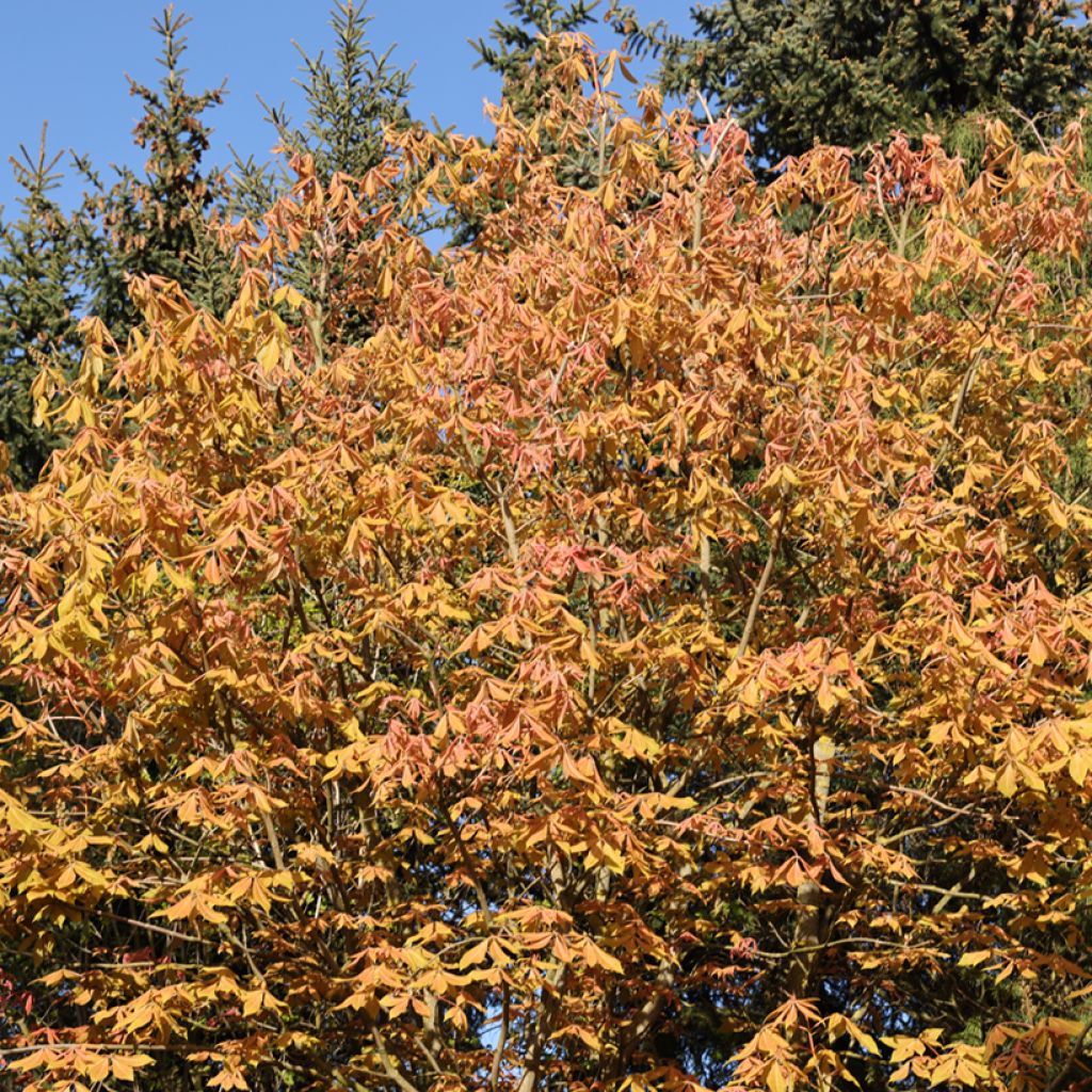 Aesculus neglecta Erythroblastos - Rosskastanie