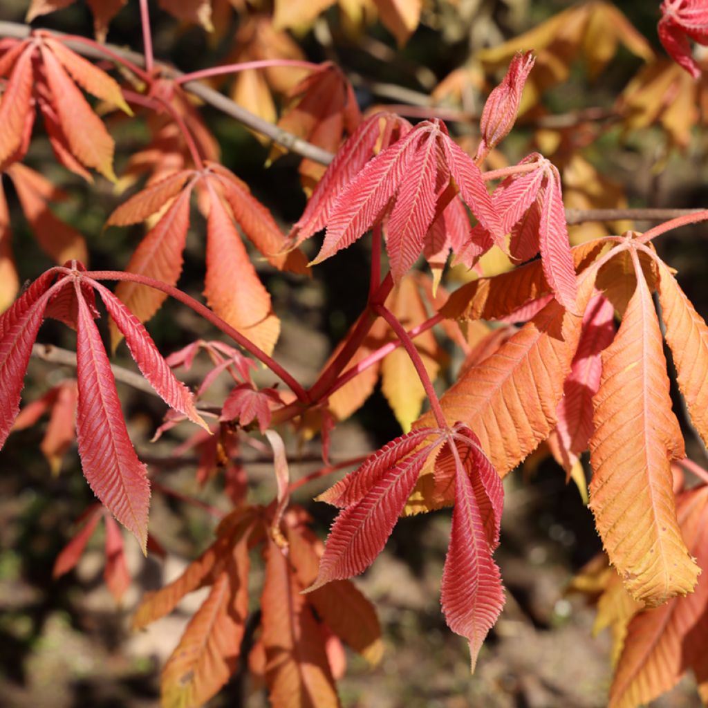 Aesculus neglecta Erythroblastos - Rosskastanie