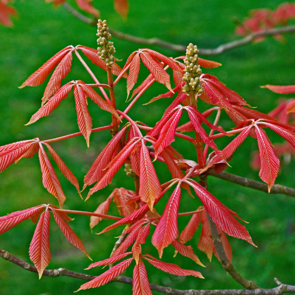 Aesculus neglecta Erythroblastos - Rosskastanie