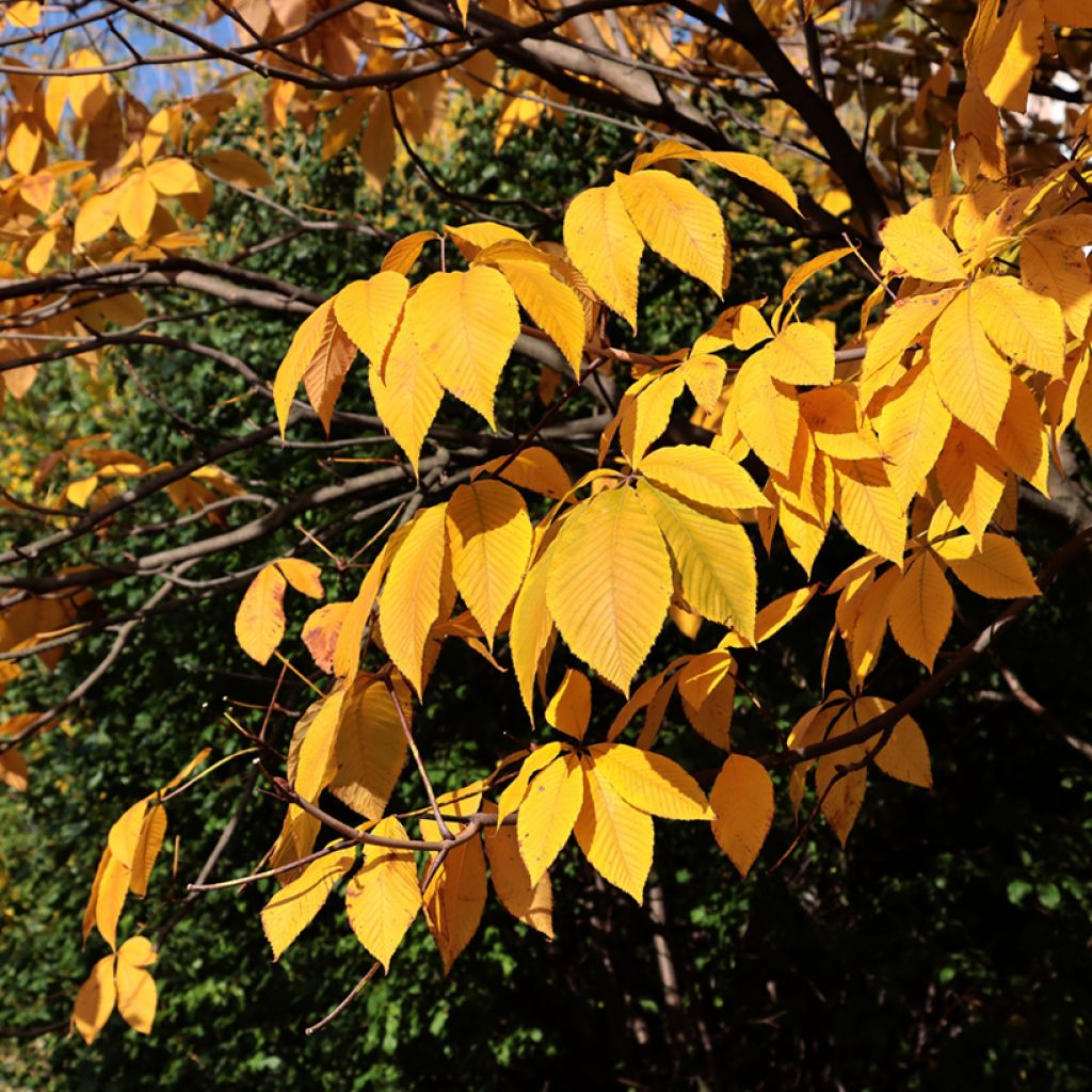 Strauchkastanie - Aesculus parviflora