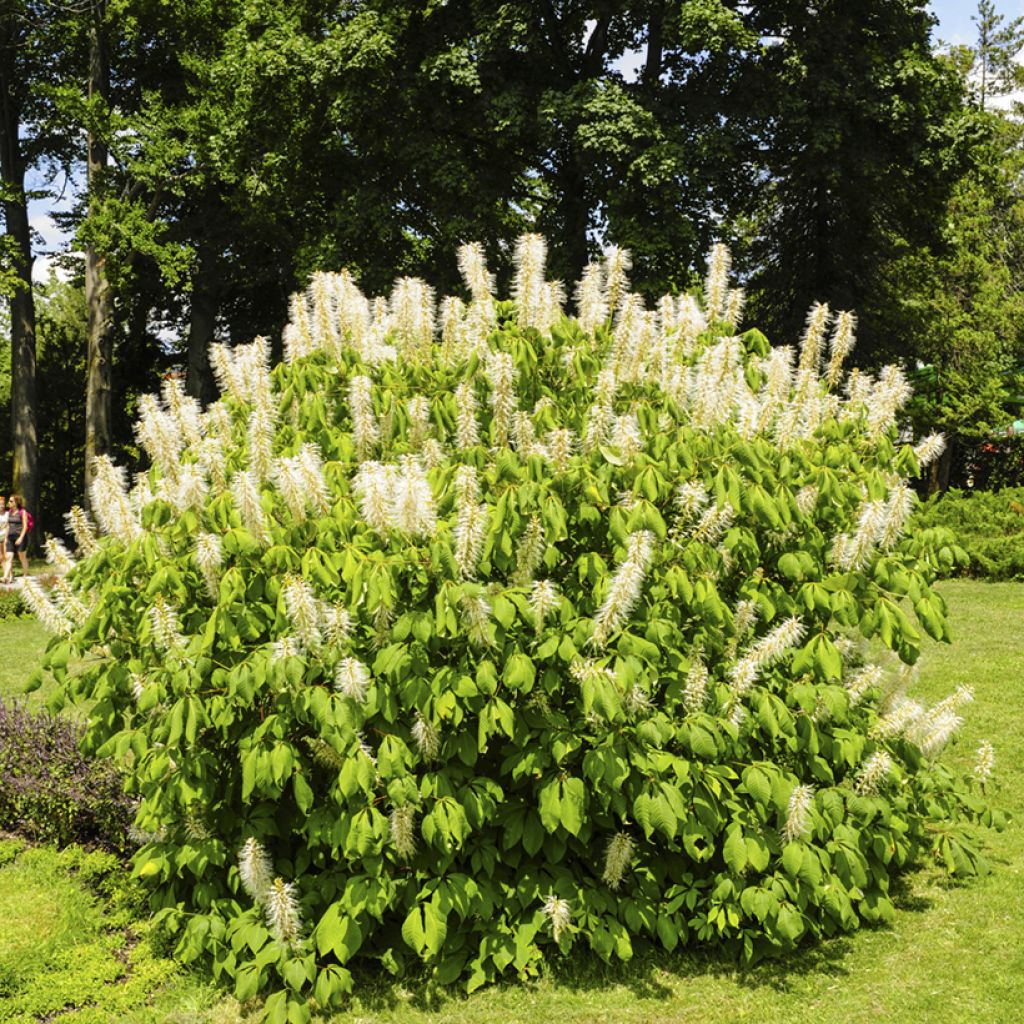 Strauchkastanie - Aesculus parviflora