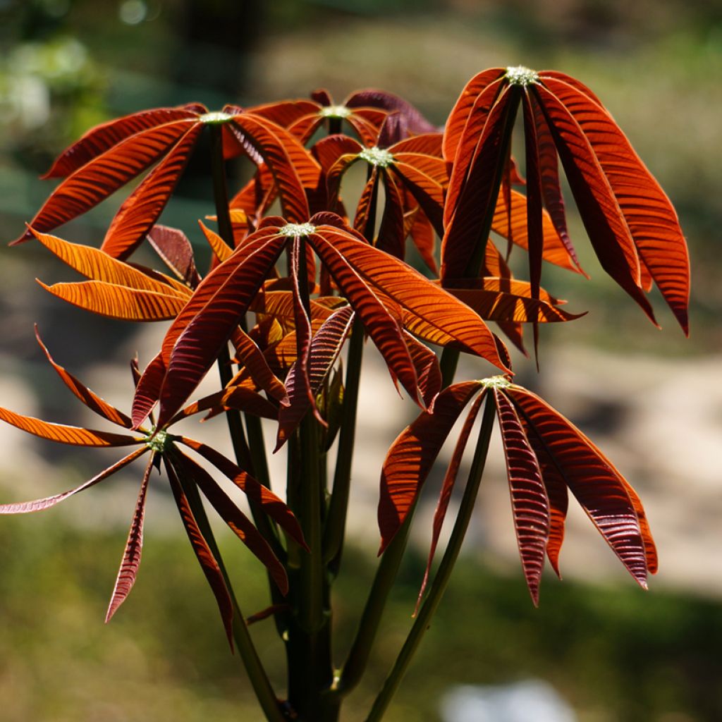 Strauchkastanie - Aesculus parviflora