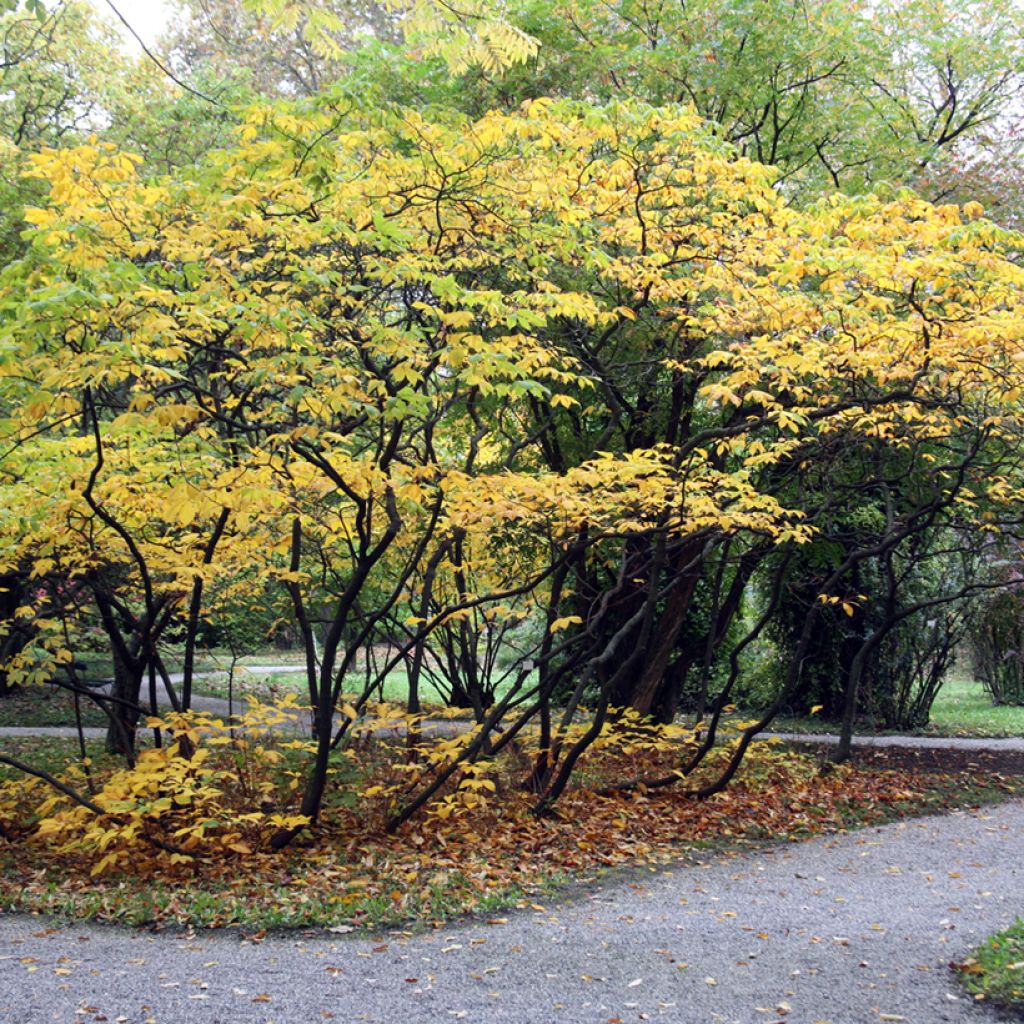 Strauchkastanie - Aesculus parviflora