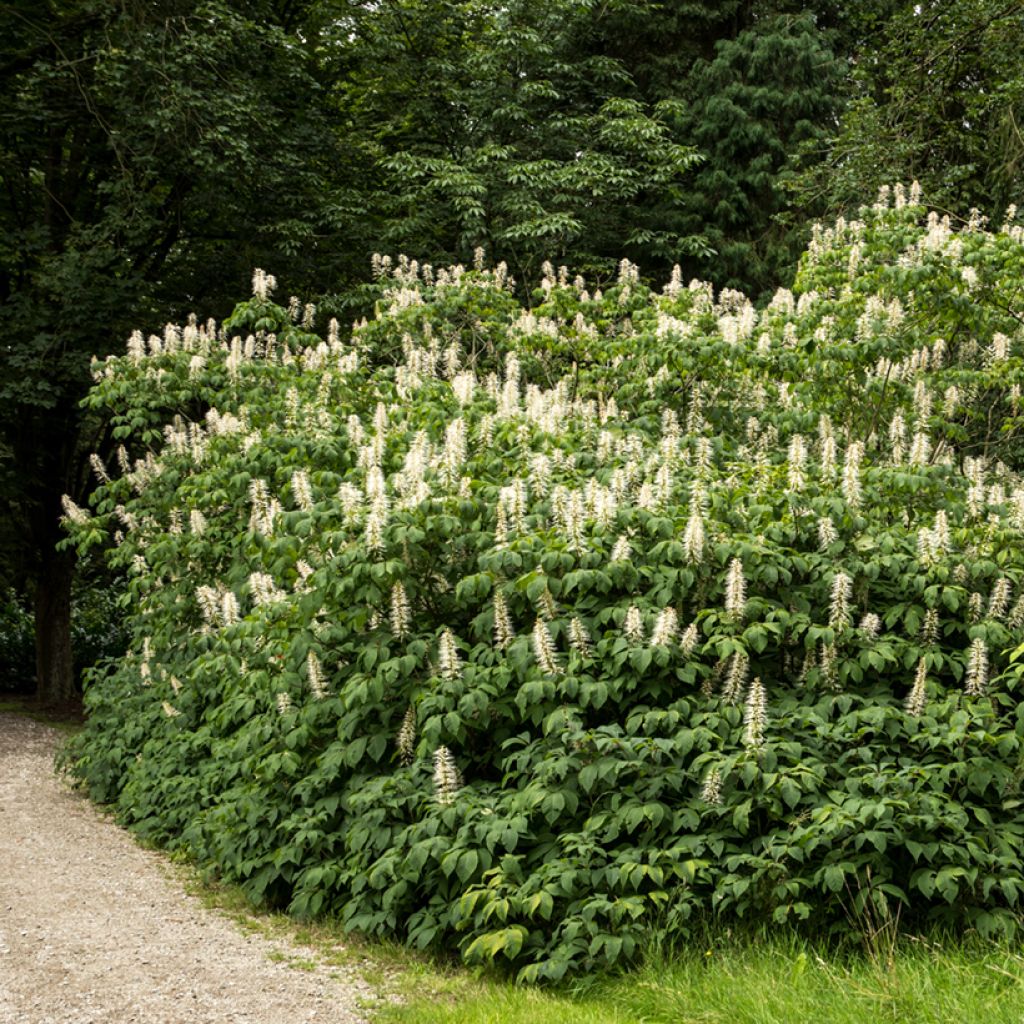 Strauchkastanie - Aesculus parviflora