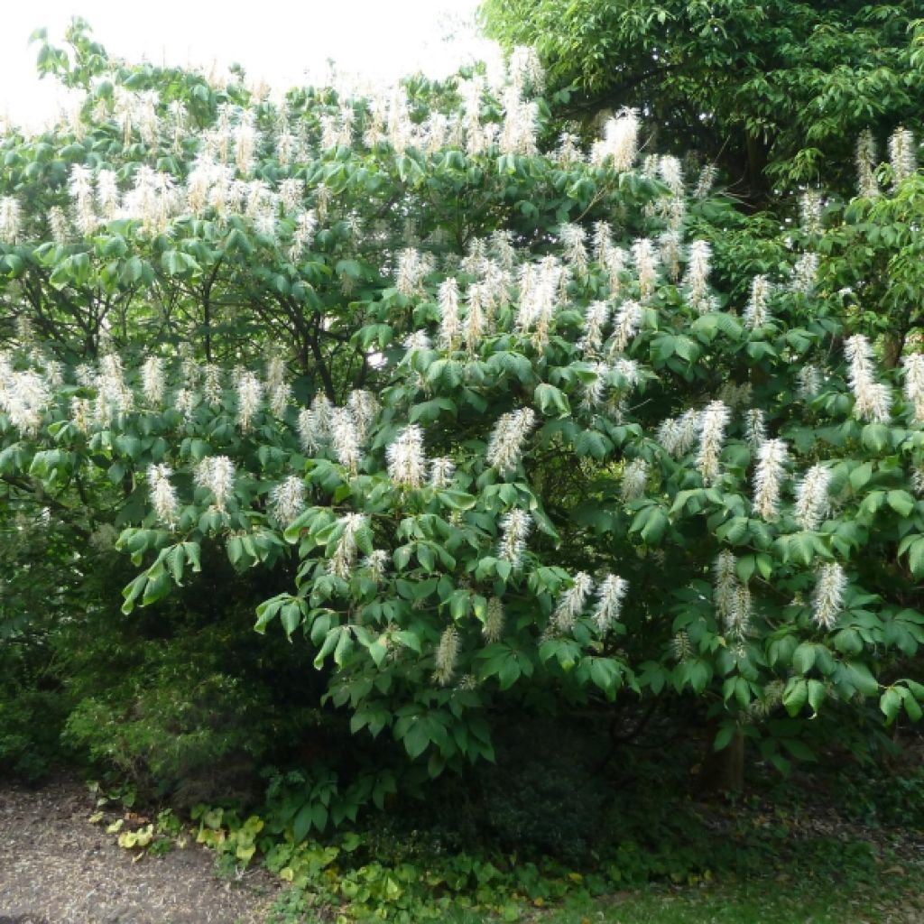 Strauchkastanie - Aesculus parviflora