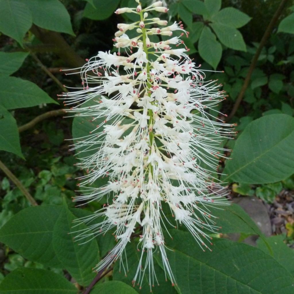 Strauchkastanie - Aesculus parviflora