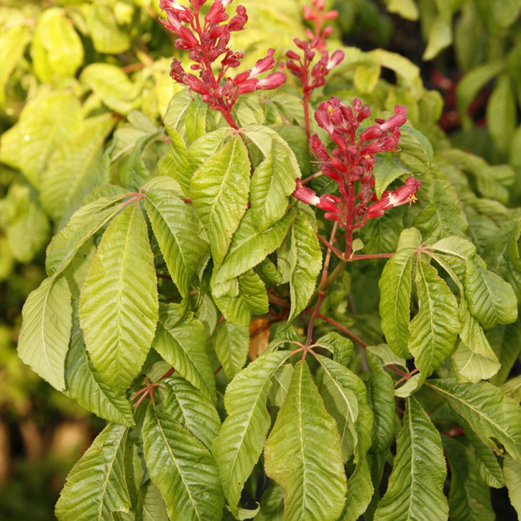 Gelbrote Pavie Koehnei - Aesculus pavia Humilis