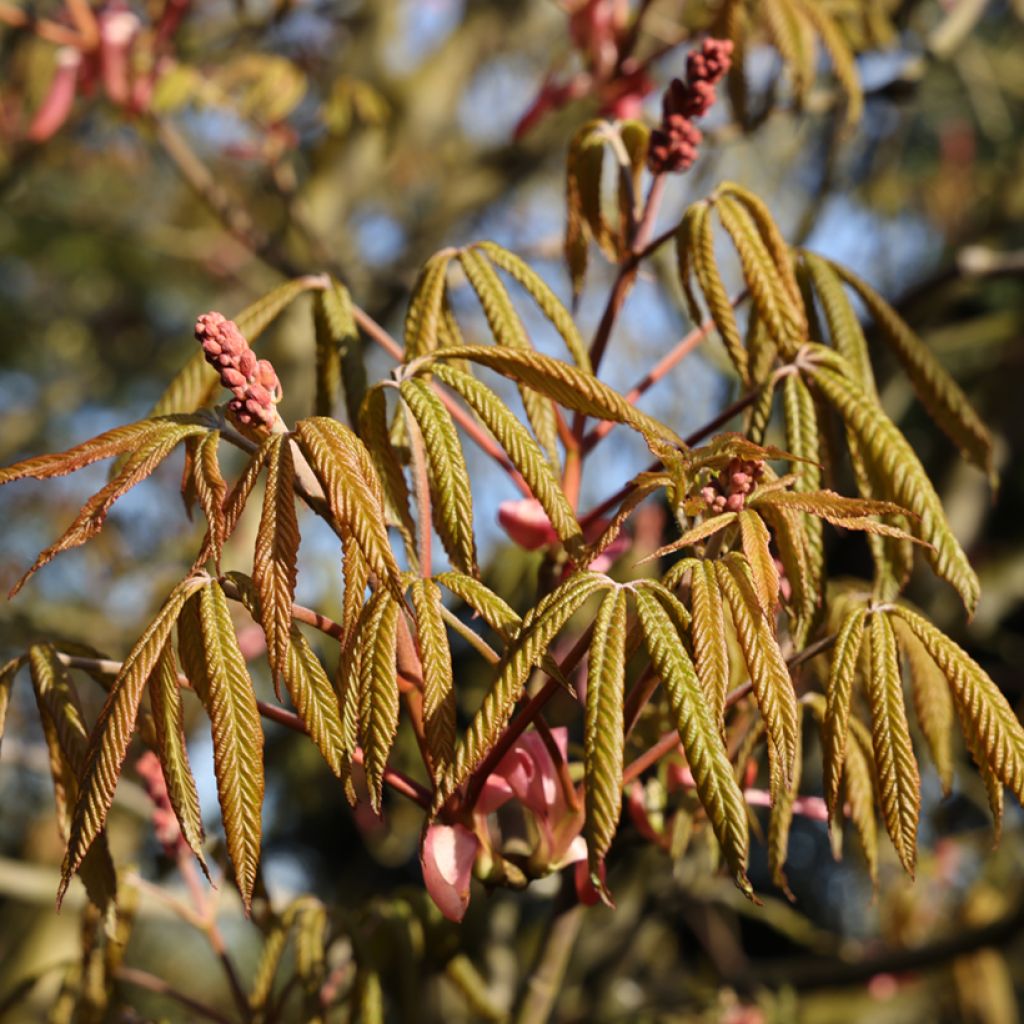 Gelbrote Pavie Koehnei - Aesculus pavia Humilis