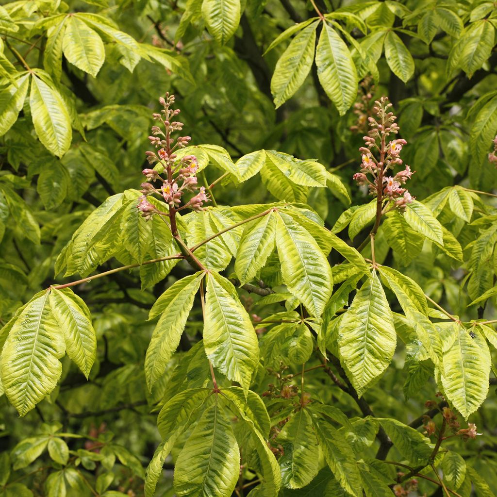 Rote Kastanie Marginata - Aesculus carnea