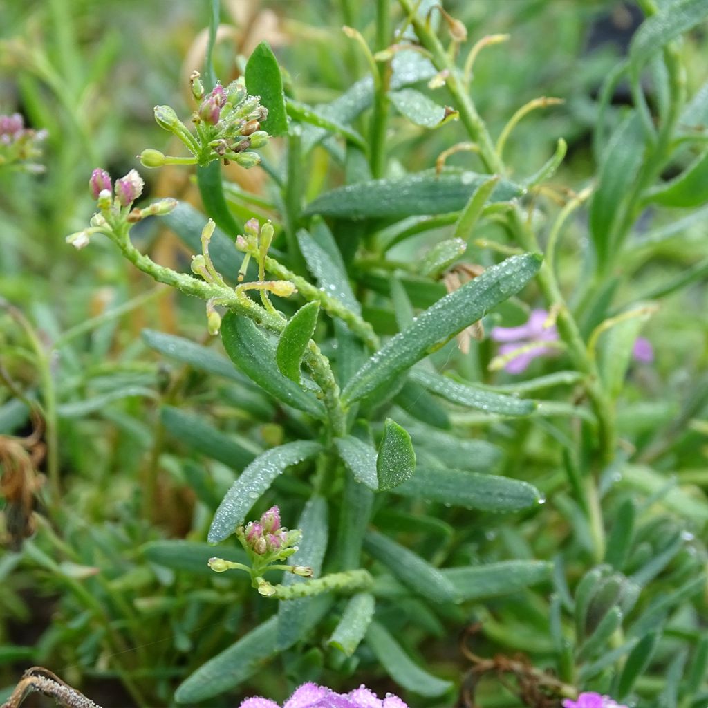 Aethionema Warley Ruber