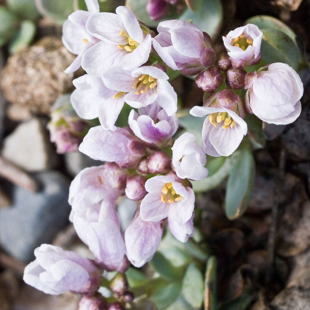 Aethionema oppositifolium - Gegenständigblättriges Steintäschel