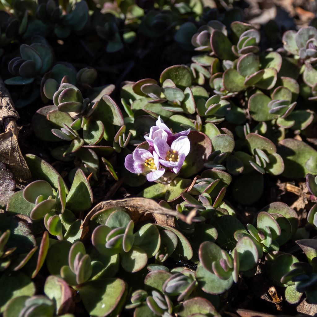 Aethionema oppositifolium - Gegenständigblättriges Steintäschel