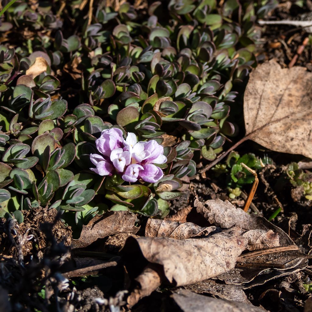 Aethionema oppositifolium - Gegenständigblättriges Steintäschel