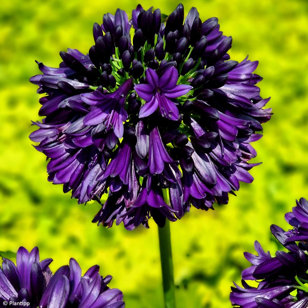 Agapanthus Black Jack - Schmucklilie