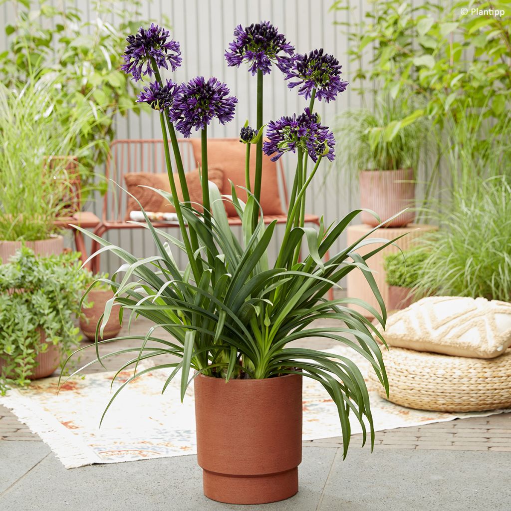 Agapanthus Black Jack - Schmucklilie