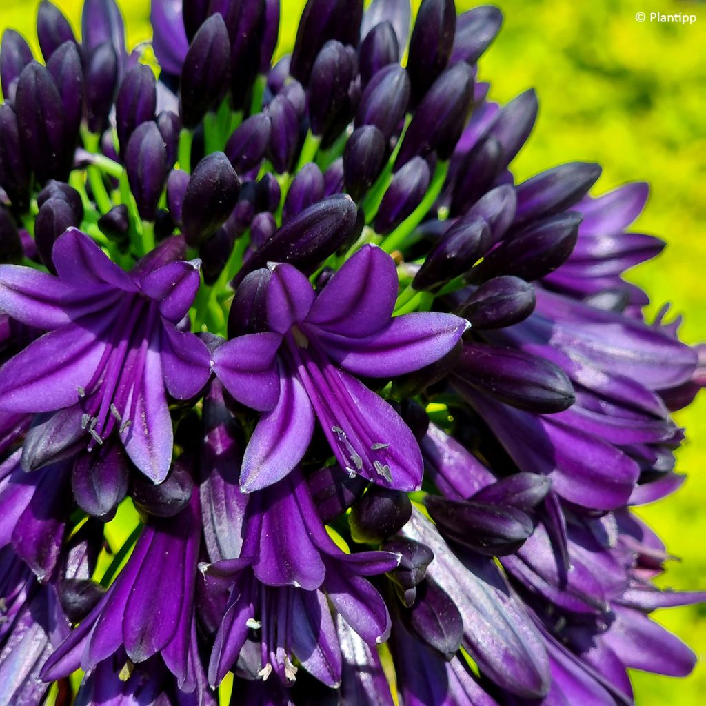 Agapanthus Black Jack - Schmucklilie