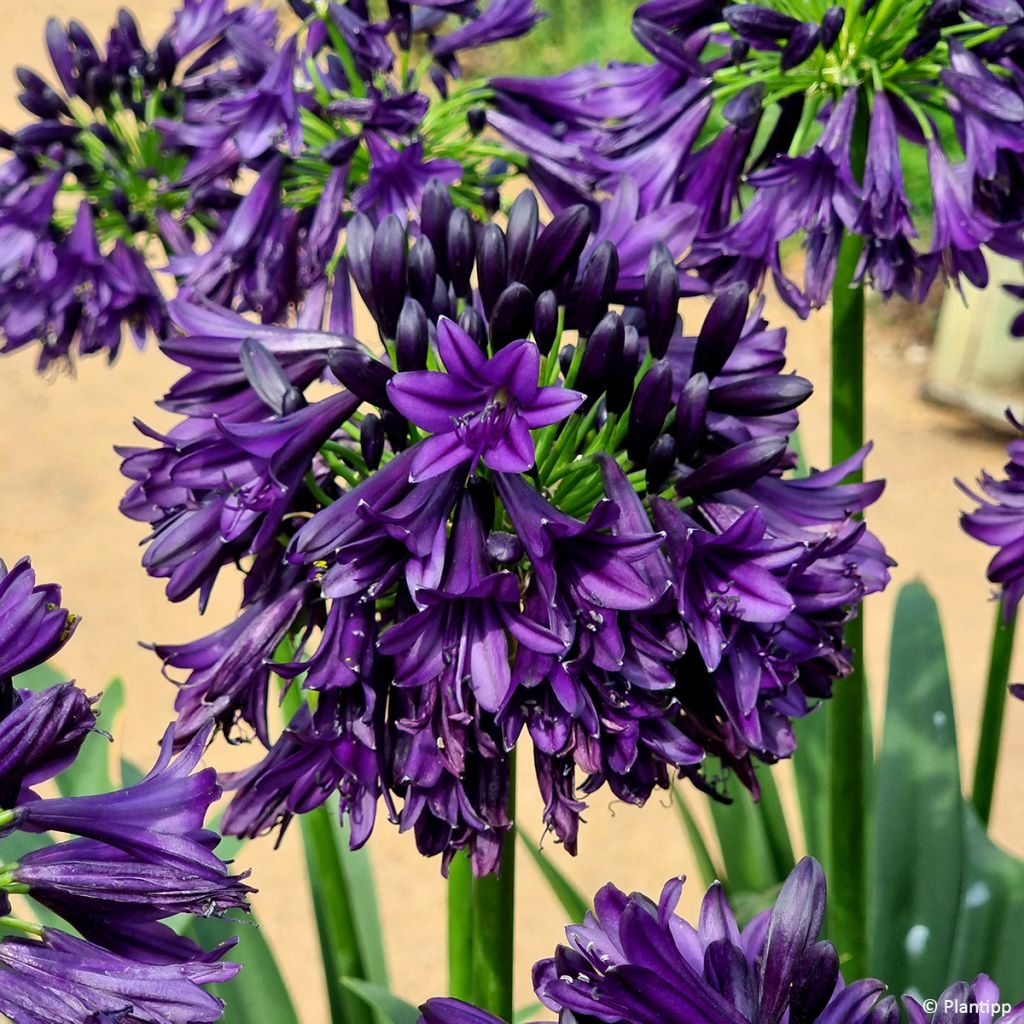 Agapanthus Black Jack - Schmucklilie