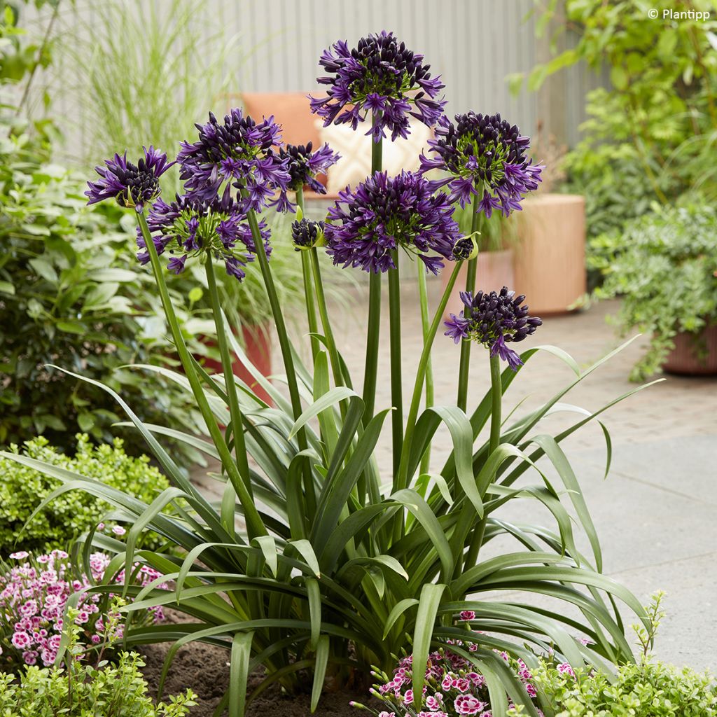 Agapanthus Black Jack - Schmucklilie