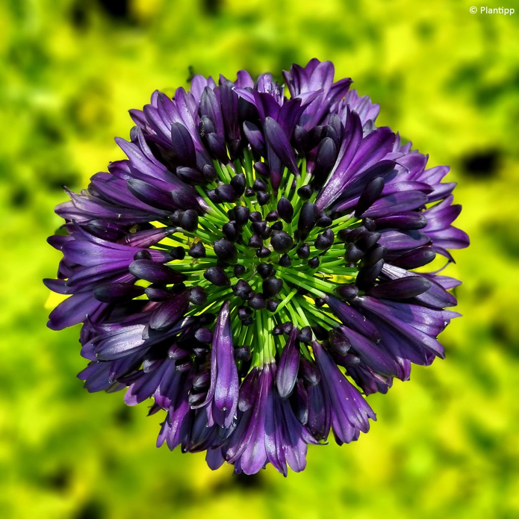 Agapanthus Black Jack - Schmucklilie