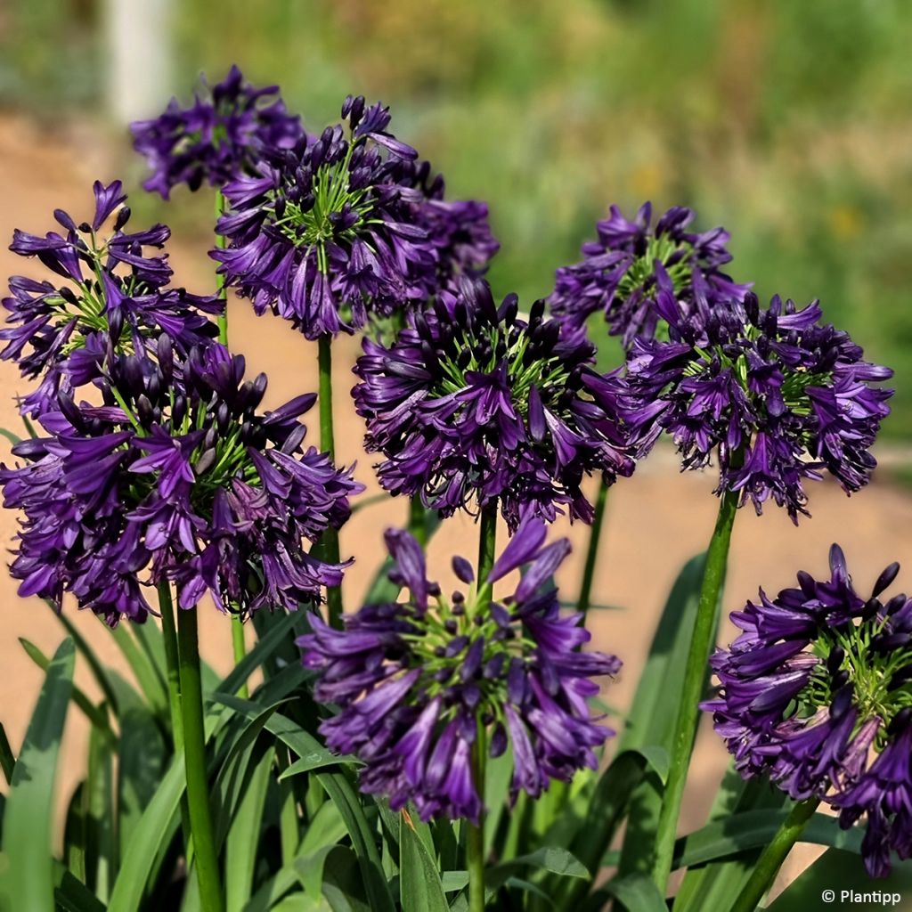 Agapanthus Black Jack - Schmucklilie