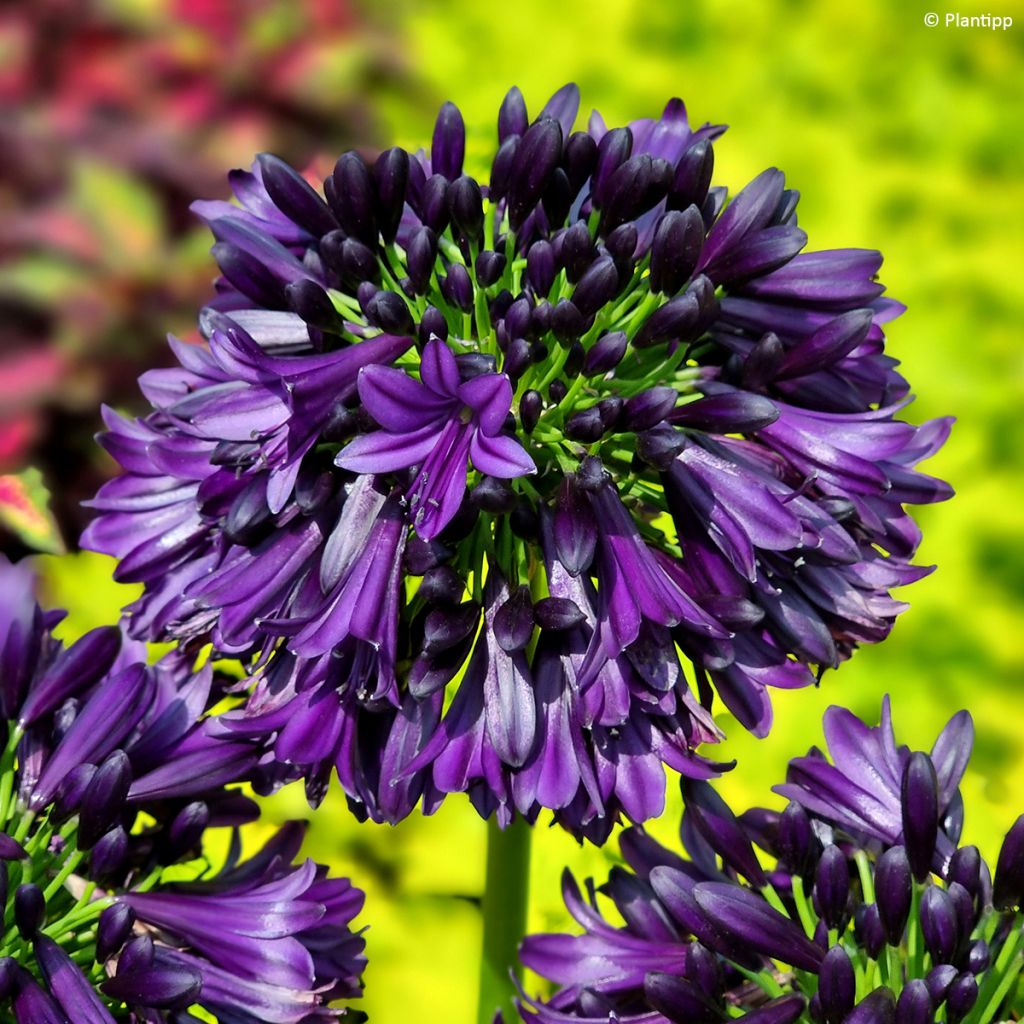 Agapanthus Black Jack - Schmucklilie