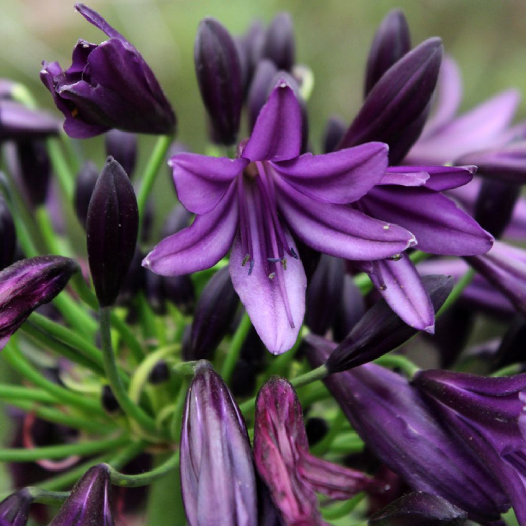 Agapanthus Black Jack - Schmucklilie