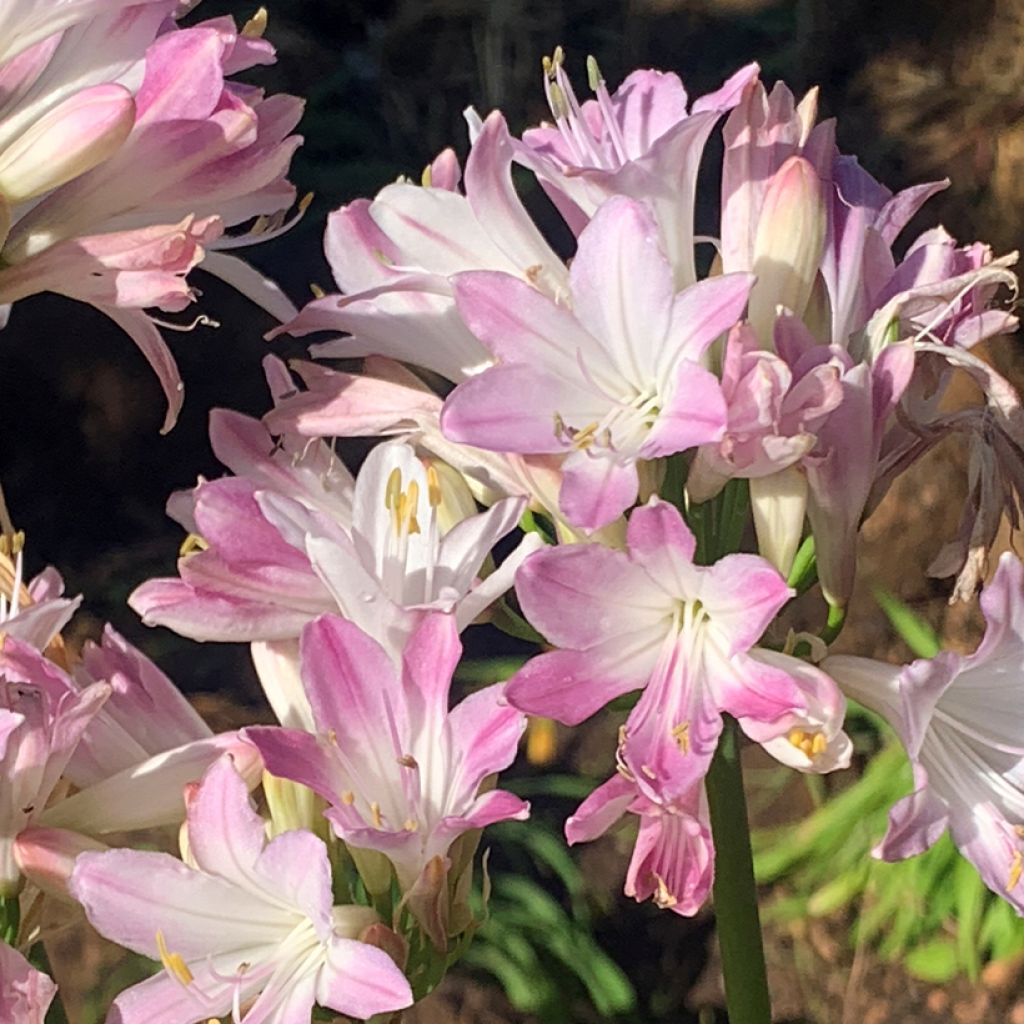 Agapanthus  Blush Pink - Schmucklilie