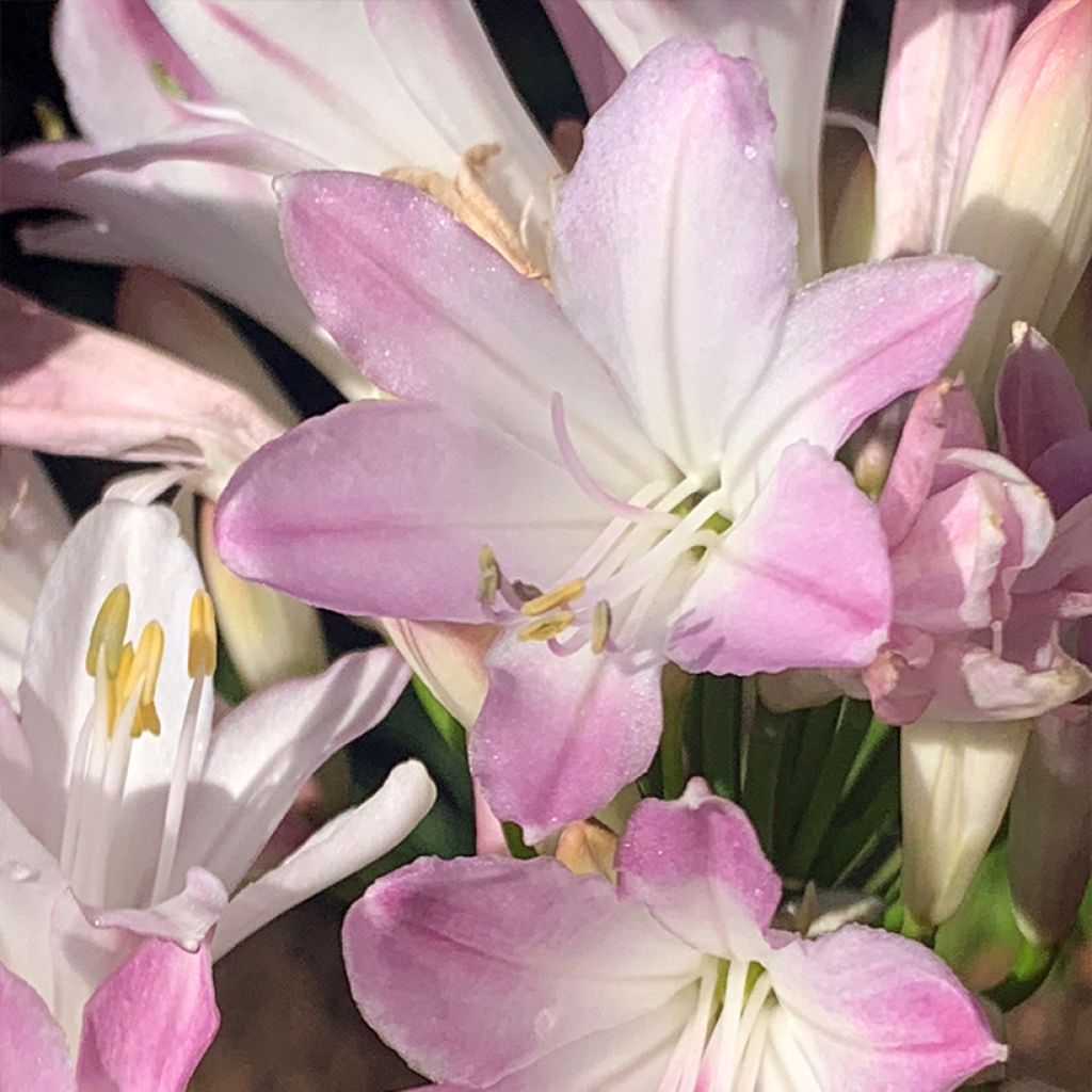 Agapanthus  Blush Pink - Schmucklilie