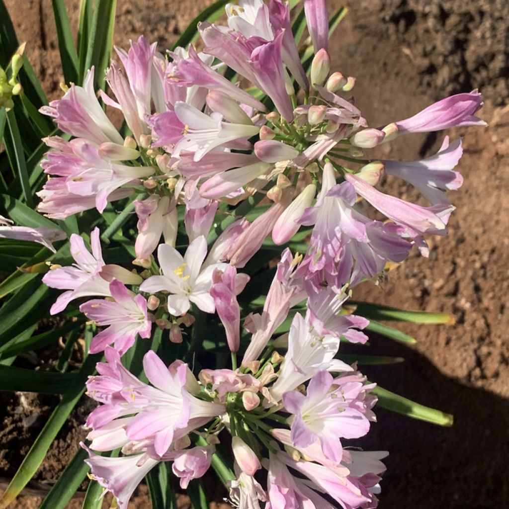 Agapanthus  Blush Pink - Schmucklilie