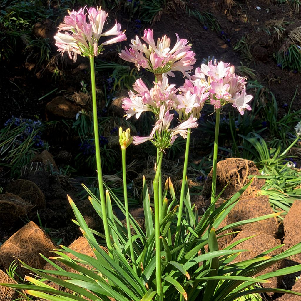 Agapanthus  Blush Pink - Schmucklilie