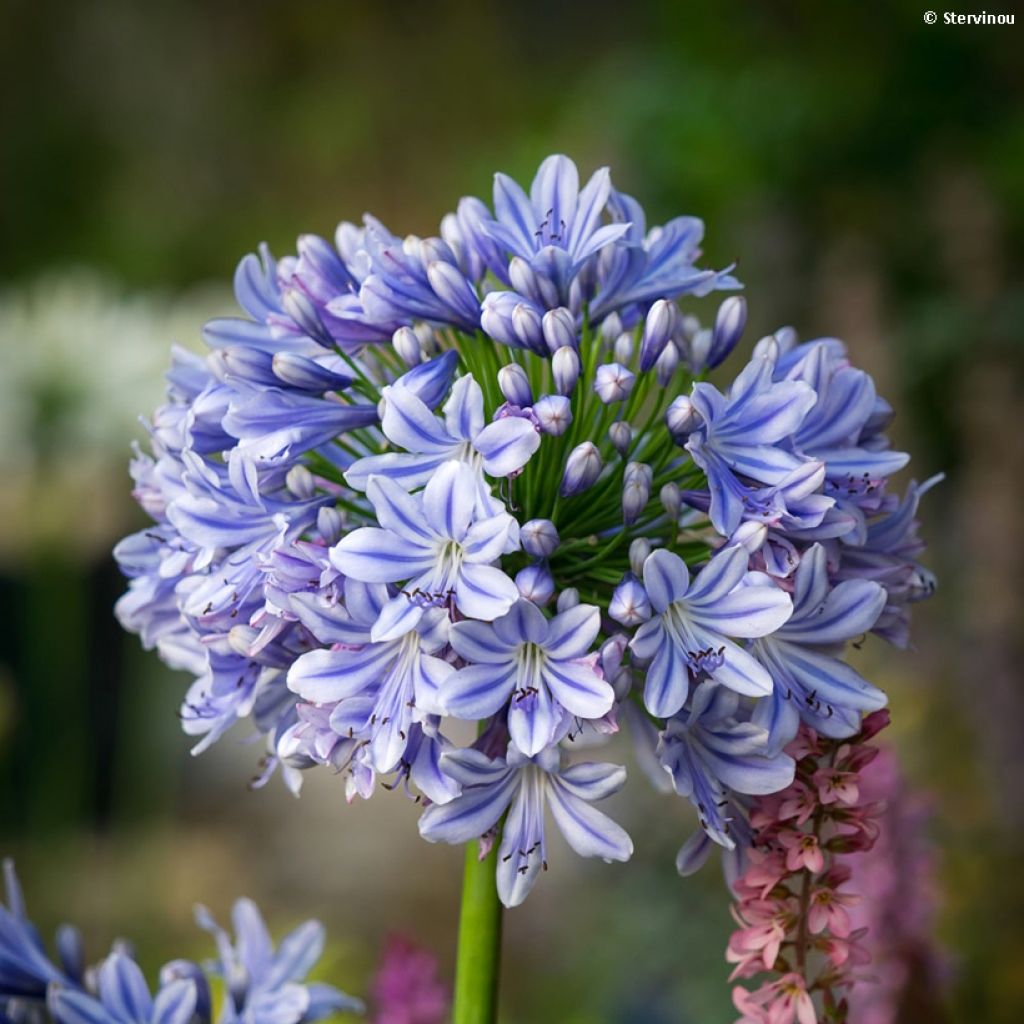 Agapanthus praecosubsp. orientalis Full Moon - Schmucklilie