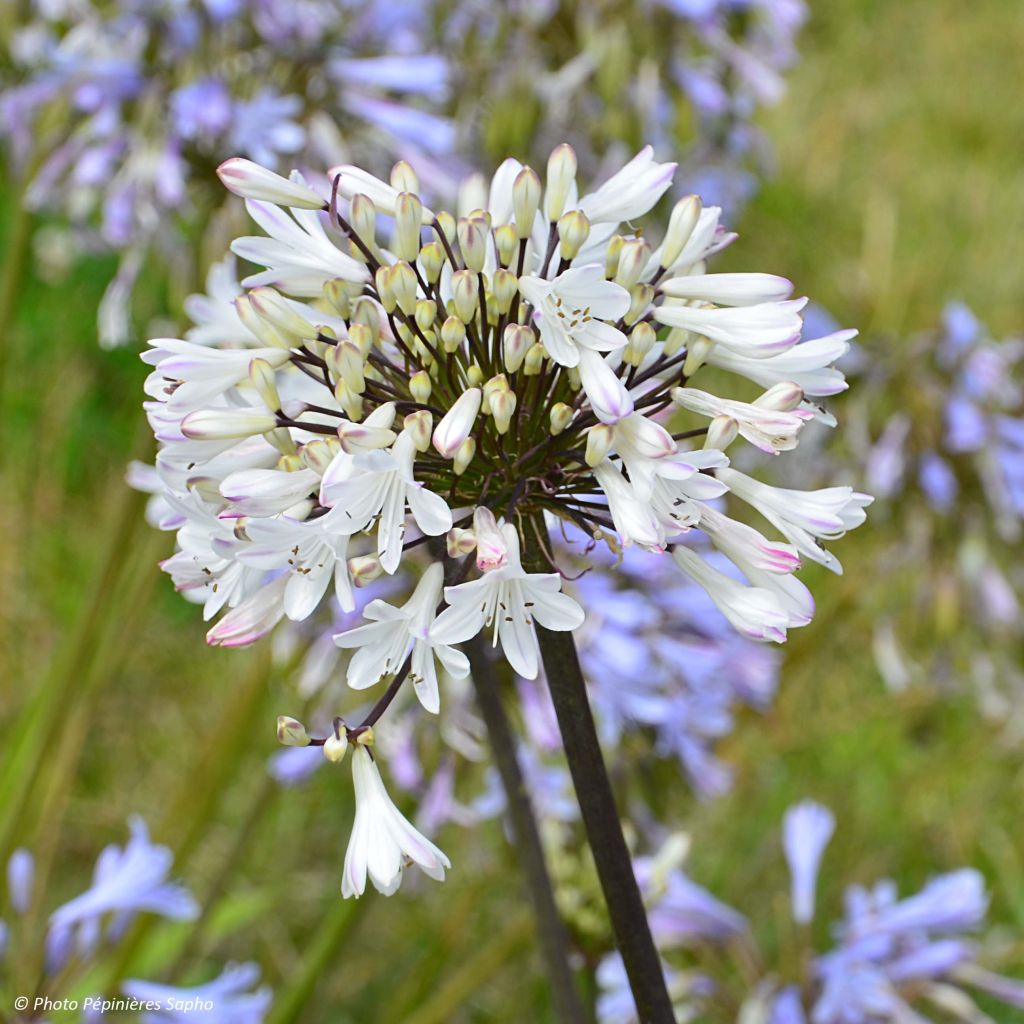 Agapanthus Graphite White - Schmucklilie