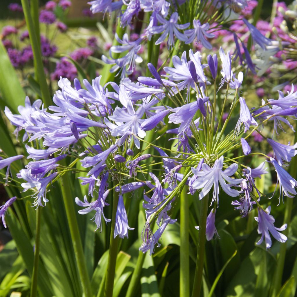 Agapanthus Lavender Haze - Schmucklilie