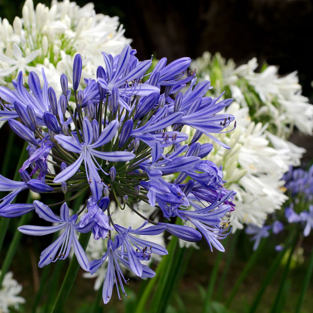 Agapanthus Midnight Blue - Schmucklilie