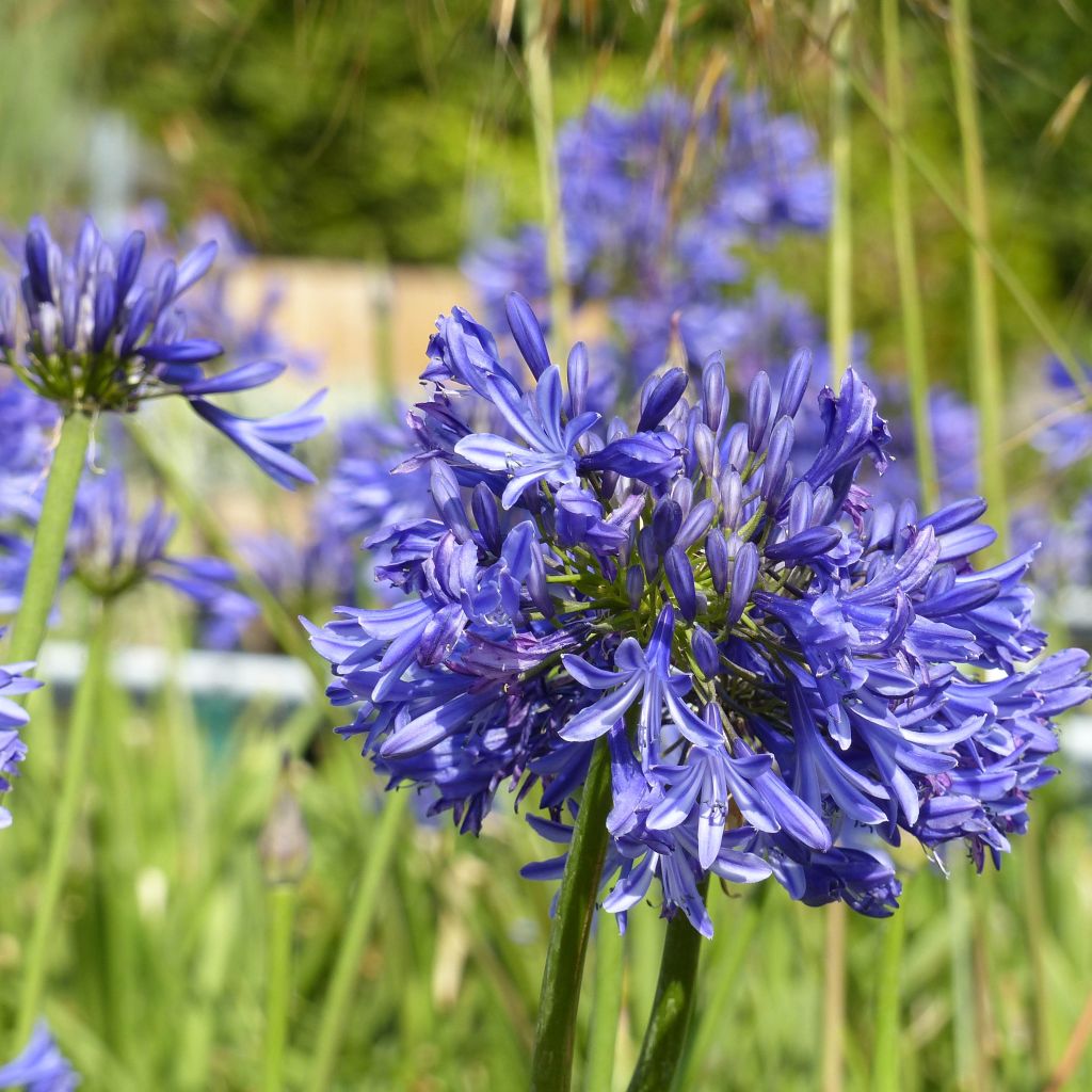 Agapanthus Navy Blue - Schmucklilie