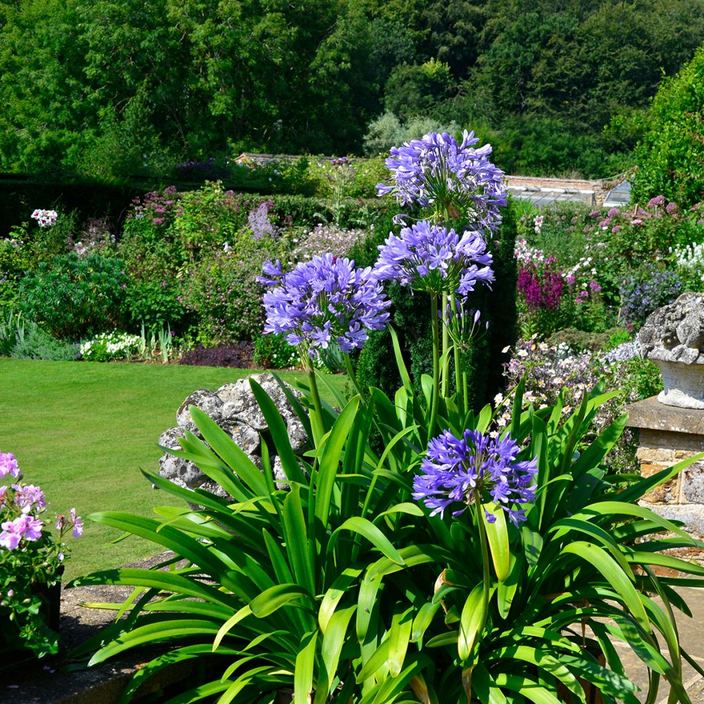 Agapanthus Navy Blue - Schmucklilie