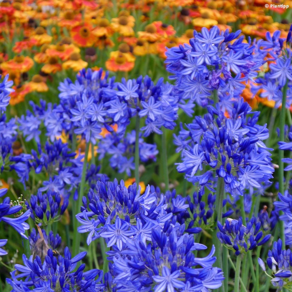 Agapanthus Northern Star - Schmucklilie