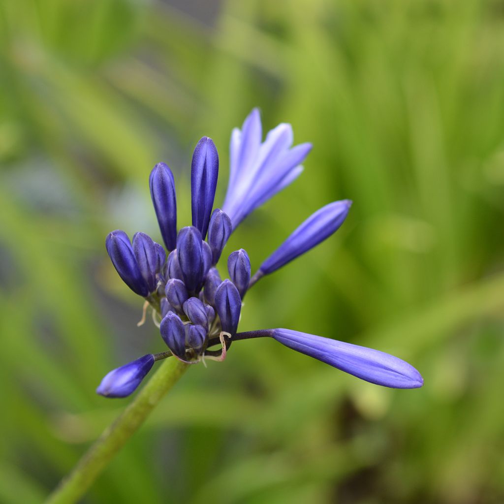 Agapanthus Northern Star - Schmucklilie