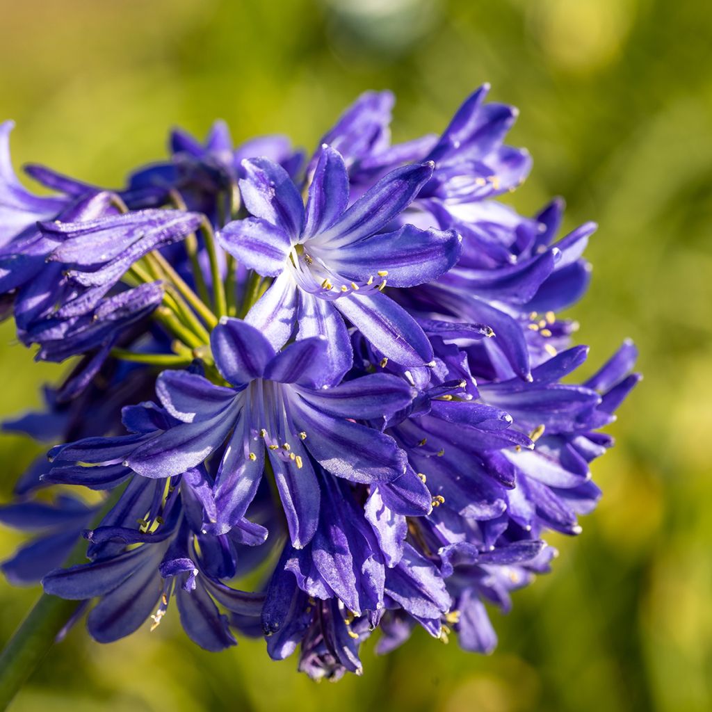 Agapanthus Northern Star - Schmucklilie