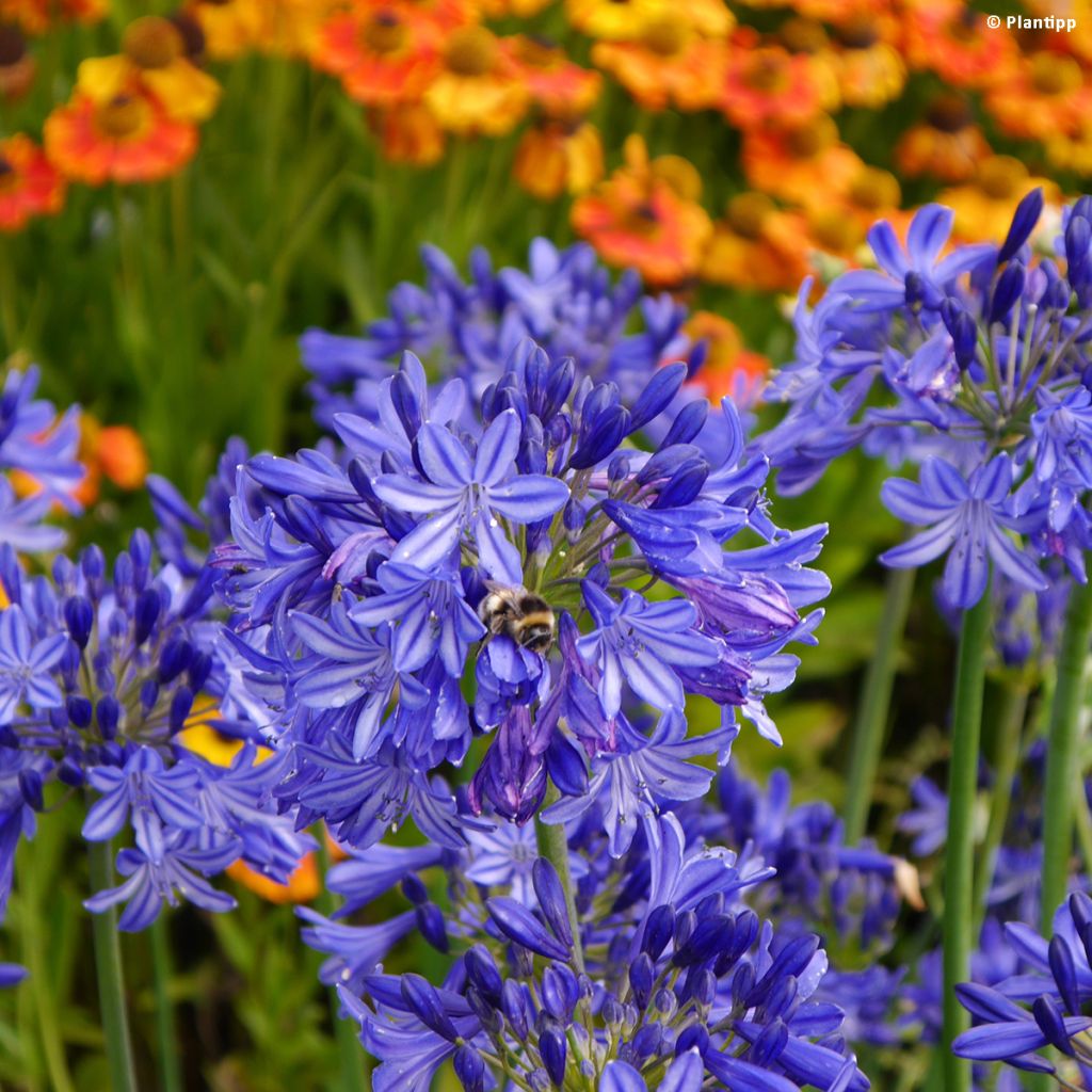 Agapanthus Northern Star - Schmucklilie