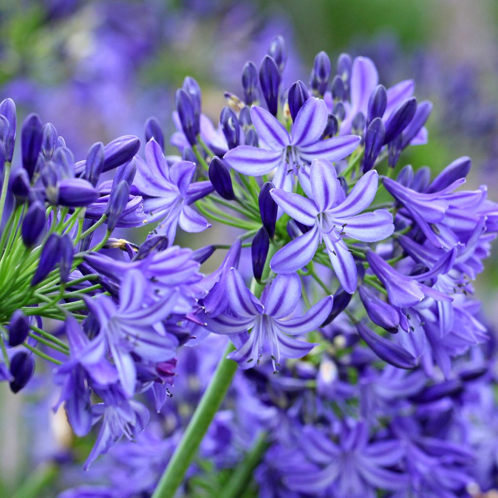 Agapanthus Northern Star - Schmucklilie